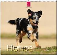 Hunde