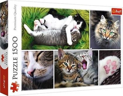 Entspanntes Katzenleben - 1500 Teile Puzzle