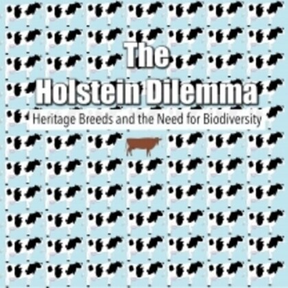 Holstein Dilemma