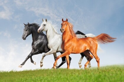 Diamond Painting Horses 45 x 55 cm
