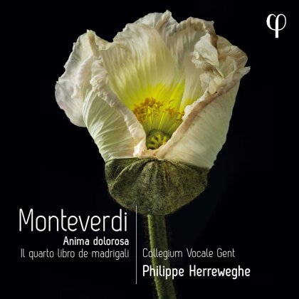 Collegium Vocale Gent, Claudio Monteverdi (1567-1643) & Philippe Herreweghe - Anima dolorosa - Il Quarto Libro De Madrigali