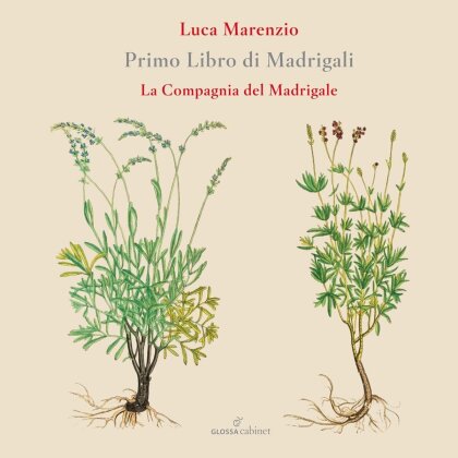 Compagnia Del Madrigale & Luca Marenzio (1553-1599) - Primo Libro Di Madrigali