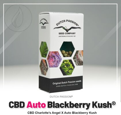 Dutch Passion Auto CBD Blackberry Kush - 7 Seeds