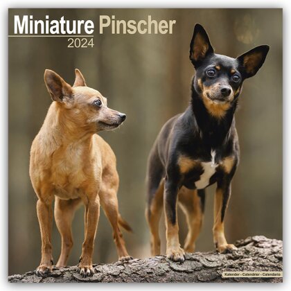 Miniature Pinscher - Zwergpinscher 2024 - 16-Monatskalender