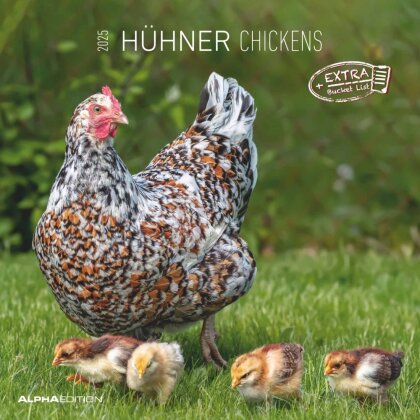 Alpha Edition - Hühner 2025 Broschürenkalender, 30x30cm, Kalender mit hochwertigen Hühner-Bildern, Mondphasen, Notizmöglichkeiten, Ferientermine DE/AT/CH und internationales Kalendarium