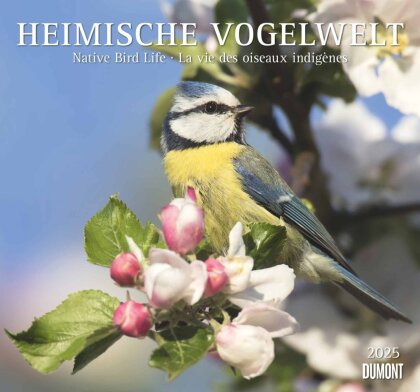 Heimische Vogelwelt 2025 - DUMONT Wandkalender - mit den wichtigsten Feiertagen - Format 38,0 x 35,5 cm