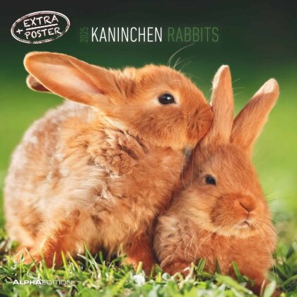 Alpha Edition - Kaninchen 2025 Broschürenkalender, 30x30cm, Wandkalender mit Platz für Notizen und Termine, Motive von süßen Kaninchen, Monatsübersicht und Ferientermine DE/AT/CH