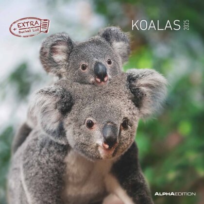 Alpha Edition - Koalas 2025 Broschürenkalender, 30x30cm, Wandkalender mit Platz für Notizen und Termine, Motive von süßen Koalas, Monatsübersicht und Ferientermine DE/AT/CH