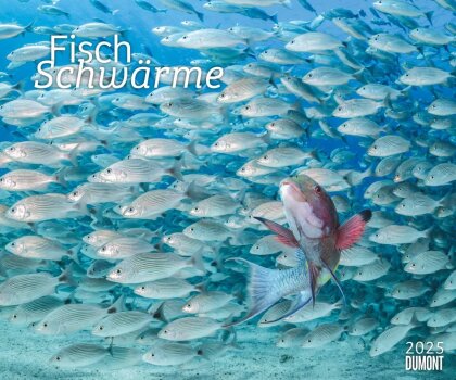 DUMONT - Fischschwärme 2025 Fotokunst-Kalender, 60x50cm, Wandkalender mit bunten Unterwasserwelt-Aufnahmen, schillernde Fischschwärme von Top-Unterwasserfotografen