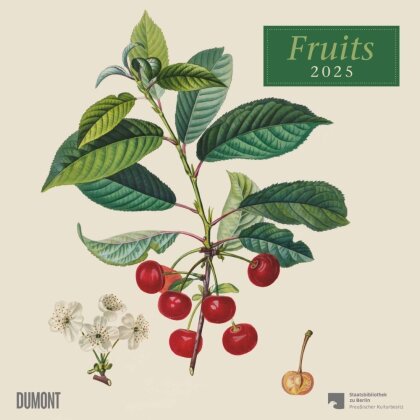 DUMONT - Fruits 2025 Broschürenkalender, 30x30cm, Wandkalender mit historischen Abbildungen alter Obstsorten von Pierre Antoine Poiteau, internationale Feiertage und Platz für Notizen