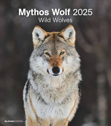 Alpha Edition - Mythos Wolf 2025 Bildkalender, 30,x34cm, Kalender mit vielfältigen Aufnahmen aus der Welt der Wölfe, Mondphasen, Feiertage DE/AT/CH und internationales Kalendarium