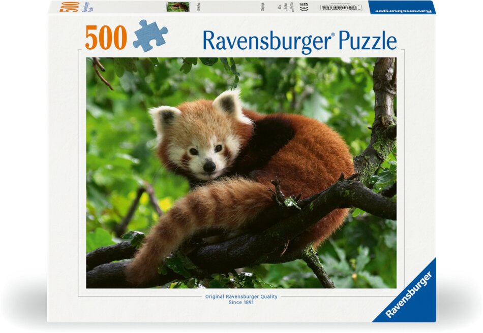 Süßer roter Panda