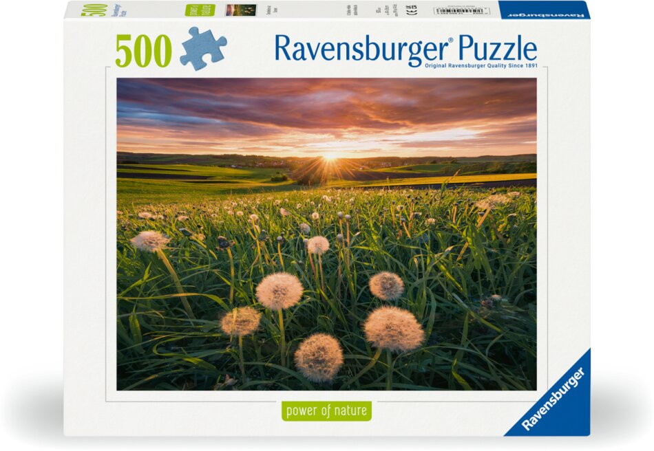 Pusteblumen im Sonnenuntergang
