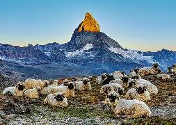 Puzzle Meet the Sheep Zermatt - Beautiful Switzerland, 1000