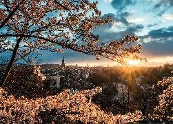 Puzzle Kirschblüten in Bern - Beautiful Switzerland, 1000