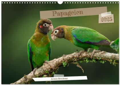 Papageien (Wandkalender 2025 DIN A3 quer) - CALVENDO Monatskalender