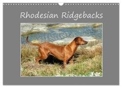 Rhodesian Ridgebacks (Wall Calendar 2025 DIN A3 landscape) - CALVENDO 12 Month Wall Calendar