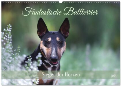 Fantastische Bullterrier - Sieger im Herzen (Wandkalender 2025 DIN A2 quer), CALVENDO Monatskalender