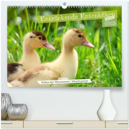 Entzückende Entenküken (hochwertiger Premium Wandkalender 2025 DIN A2 quer) - Kunstdruck in Hochglanz