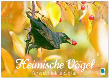 Amsel, Fink und Star - Heimische Vögel (Wandkalender 2025 DIN A2 quer), CALVENDO Monatskalender