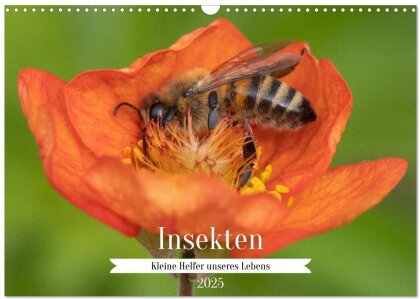 Insekten - Kleine Helfer unseres Lebens (Wandkalender 2025 DIN A3 quer), CALVENDO Monatskalender