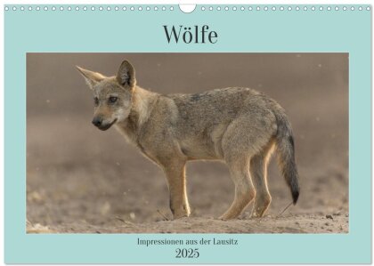 Wölfe, Impressionen aus der Lausitz (Wandkalender 2025 DIN A3 quer) - CALVENDO Monatskalender