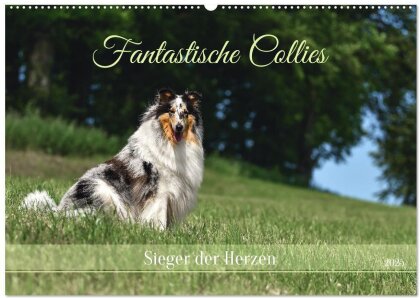 Fantastische Collies - Sieger der Herzen (Wandkalender 2025 DIN A2 quer), CALVENDO Monatskalender