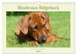 Rhodesian Ridgeback - Jung, wild, zuckersüß (Wandkalender 2024 DIN A4 quer), CALVENDO Monatskalender