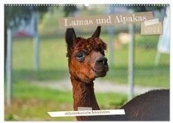 Lamas und Alpakas - südamerikanische Schönheiten (Wandkalender 2024 DIN A2 quer), CALVENDO Monatskalender
