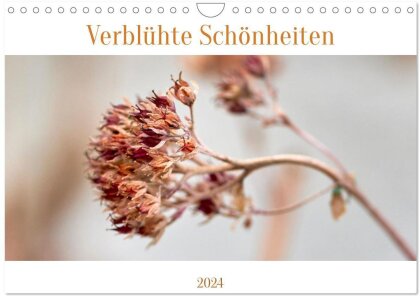 Verblühte Schönheiten (Wandkalender 2024 DIN A4 quer) - CALVENDO Monatskalender