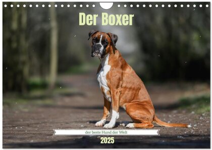 Der Boxer, der beste Hund der Welt (Wandkalender 2025 DIN A4 quer) - CALVENDO Monatskalender