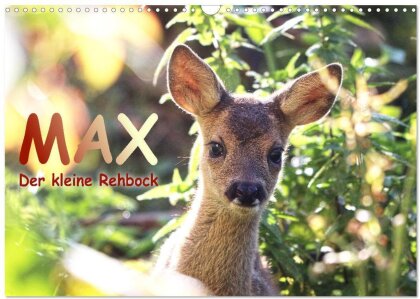 Max, der kleine Rehbock (Wandkalender 2025 DIN A3 quer) - CALVENDO Monatskalender