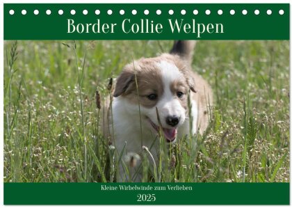 Border Collie Welpen - Kleine Wirbelwinde zum Verlieben (Tischkalender 2025 DIN A5 quer), CALVENDO Monatskalender