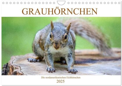 Grauhörnchen-Die nordamerikanischen Eichhörnchen (Wandkalender 2025 DIN A4 quer) - CALVENDO Monatskalender