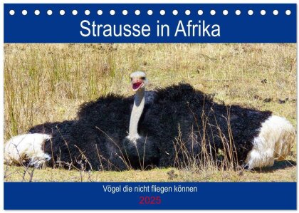 Strausse in Afrika (Tischkalender 2025 DIN A5 quer) - CALVENDO Monatskalender