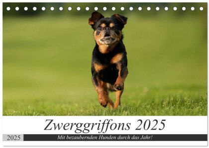 Zwerggriffons 2025 (Tischkalender 2025 DIN A5 quer) - CALVENDO Monatskalender