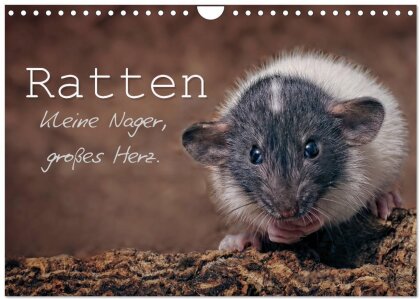 Ratten. Kleine Nager, großes Herz. (Wandkalender 2025 DIN A4 quer) - CALVENDO Monatskalender