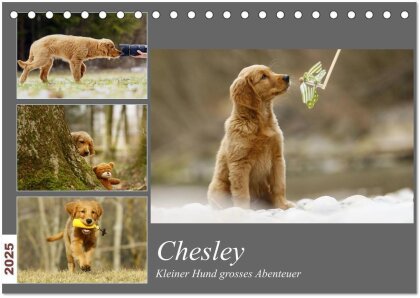 Chesley Kleiner Hund Grosses Abenteuer (Tischkalender 2025 DIN A5 quer) - CALVENDO Monatskalender