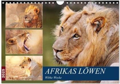 Afrikas Löwen 2025 (Wandkalender 2025 DIN A4 quer) - CALVENDO Monatskalender