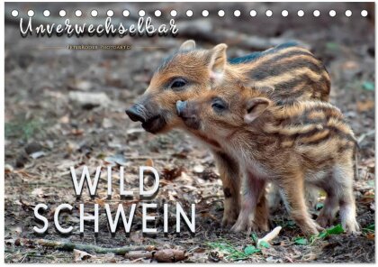 Unverwechselbar - Wildschwein (Tischkalender 2025 DIN A5 quer), CALVENDO Monatskalender