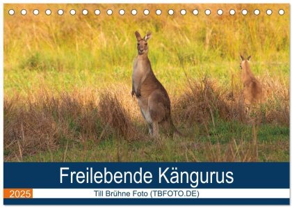 Freilebende Kängurus (Tischkalender 2025 DIN A5 quer) - CALVENDO Monatskalender