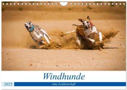 Windhunde - eine Leidenschaft (Wandkalender 2025 DIN A4 quer), CALVENDO Monatskalender