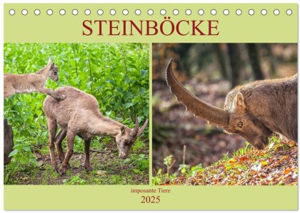 Steinböcke - imposante Tiere (Tischkalender 2025 DIN A5 quer), CALVENDO Monatskalender