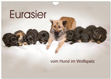 Eurasier, der Hund im Wolfspelz (Wandkalender 2025 DIN A4 quer) - CALVENDO Monatskalender