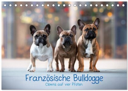 Französische Bulldogge - Clowns auf vier Pfoten (Tischkalender 2025 DIN A5 quer), CALVENDO Monatskalender