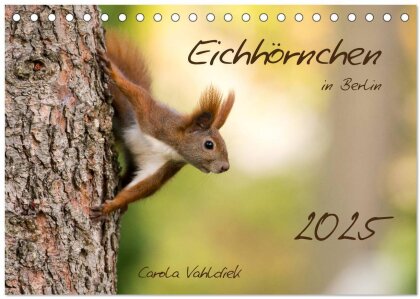 Eichhörnchen in Berlin (Tischkalender 2025 DIN A5 quer) - CALVENDO Monatskalender