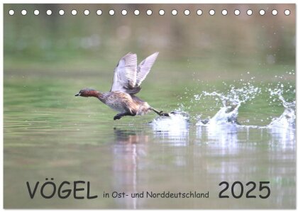 Vögel in Ost- und Norddeutschland 2025 (Tischkalender 2025 DIN A5 quer) - CALVENDO Monatskalender