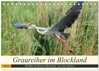 Graureiher im Blockland (Tischkalender 2025 DIN A5 quer) - CALVENDO Monatskalender