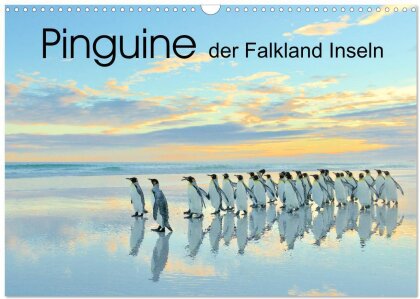 Pinguine der Falkland Inseln (Wandkalender 2025 DIN A3 quer) - CALVENDO Monatskalender