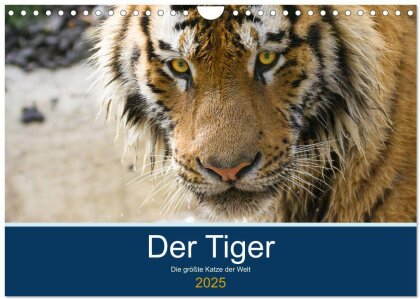 Der Tiger - die größte Katze der Welt (Wandkalender 2025 DIN A4 quer), CALVENDO Monatskalender